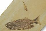 Mioplosus Fossil Fish With Diplomystus & Knightia - Wyoming #349228-2